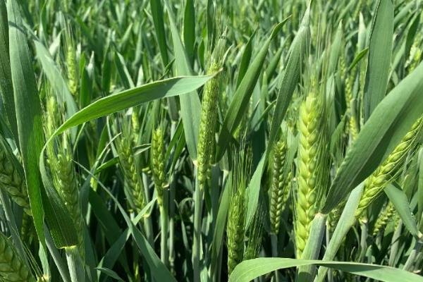 小麦的种植技术和流程，小麦生长过程记录表