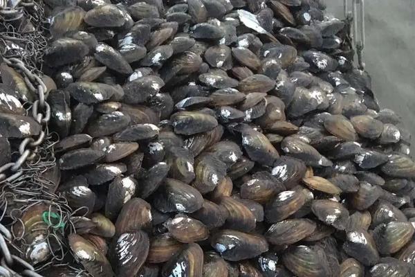 河蚌一年能长多大，附河蚌的养殖方法