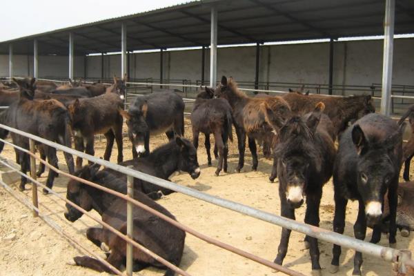 肉驴养殖周期多长，附肉驴养殖技术