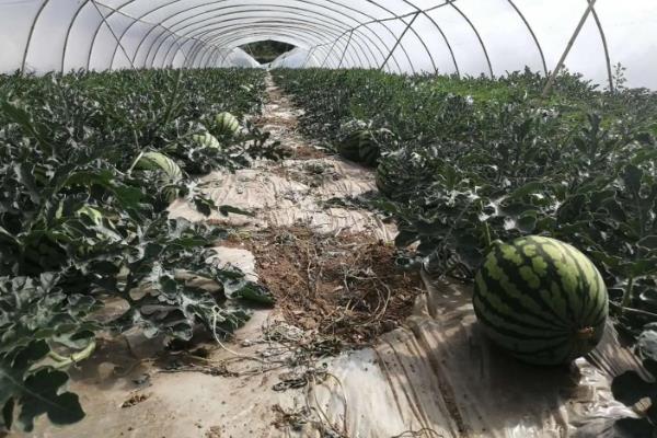 大棚西瓜的种植方法和管理技术，大棚西瓜亩产量多少斤