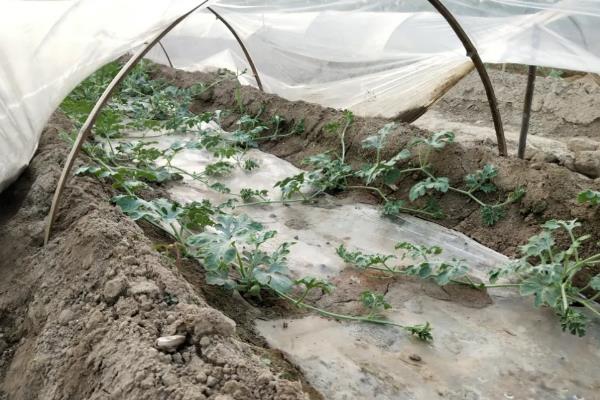 大棚西瓜的种植方法和管理技术，大棚西瓜亩产量多少斤