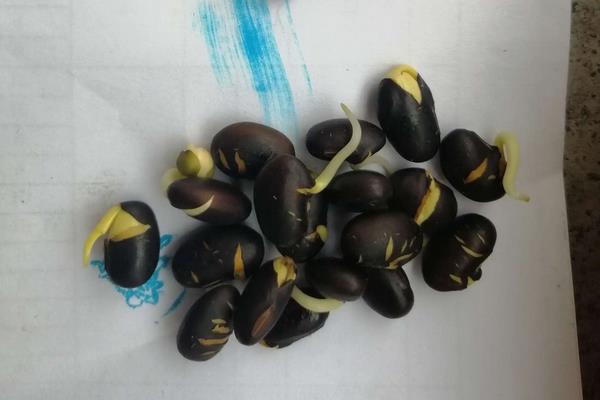 黑豆种植的株距和行距是多少，附黑豆种植方法