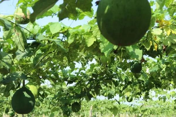 瓜蒌种植技术，附管理办法