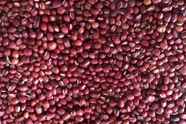 红小豆一亩地用多少种子，附红豆的种植方法