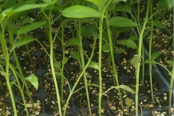 线椒露地种植技术，种植后如何管理