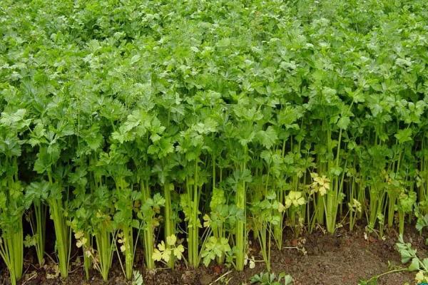 芹菜亩产量一般多少斤，附芹菜种植方法