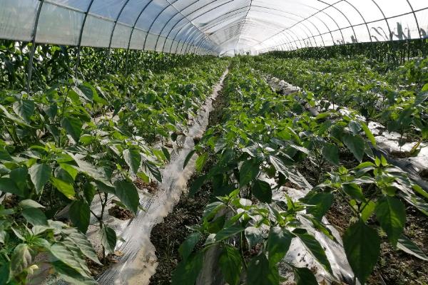 大棚辣椒种植技术与管理，亩产量一般多少斤