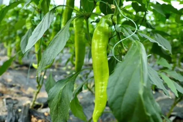 大棚辣椒种植技术与管理，亩产量一般多少斤