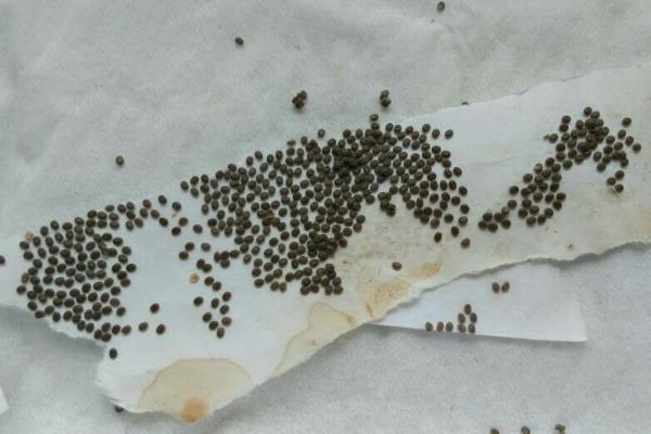 观察蚕的生长过程步骤，附蚕的受精方式和生殖方式