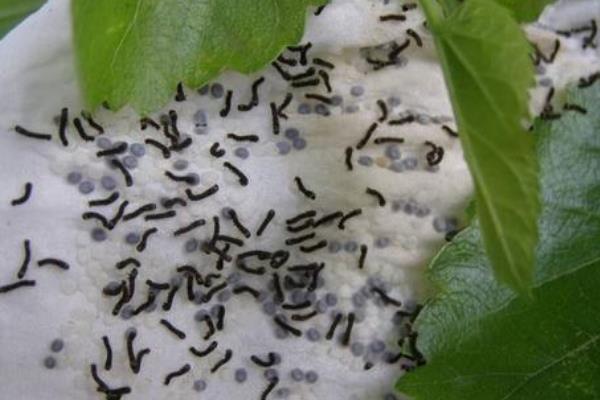 观察蚕的生长过程步骤，附蚕的受精方式和生殖方式