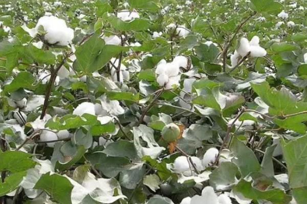 棉花适合在什么土壤种植，附棉花种植方法