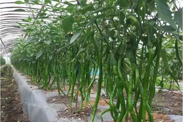 线椒种植技术和亩产量，种植线椒后如何管理