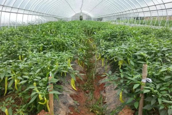 线椒种植技术和亩产量，种植线椒后如何管理