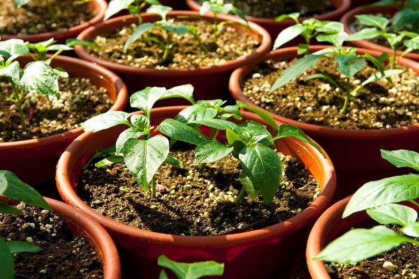 朝天椒良种及栽培关键技术，朝天椒阳台种植方法