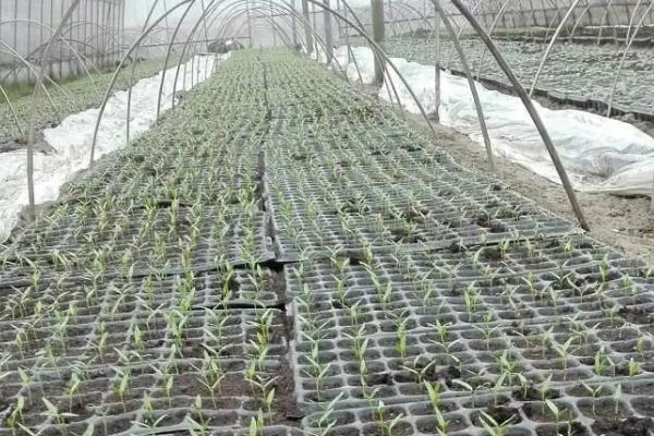 羊角椒的种植技术，如何管理