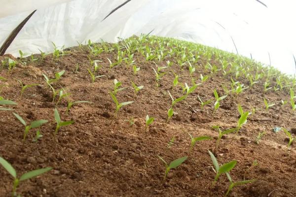 羊角椒的种植方法，种植羊角椒如何管理