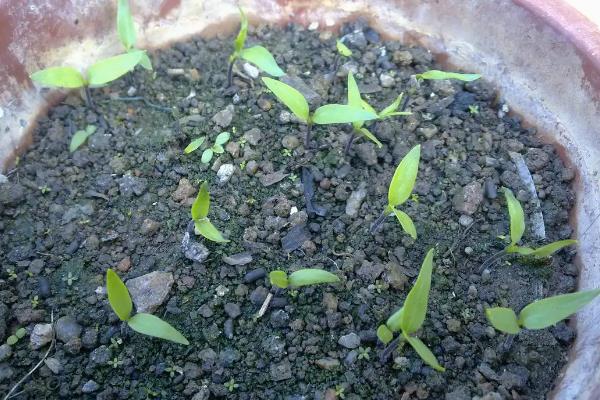 甜椒盆栽的养殖方法，怎样管理