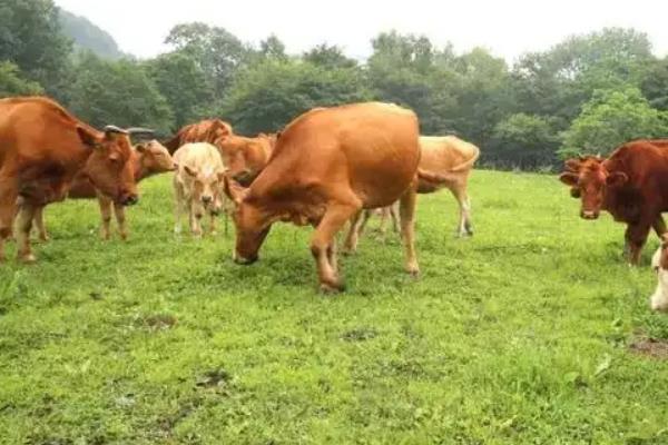 黄牛专门吃草一年能长多少斤，附黄牛的养殖方法