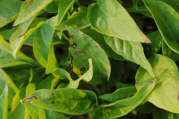 灯笼椒种植技术与管理，如何防治病虫害