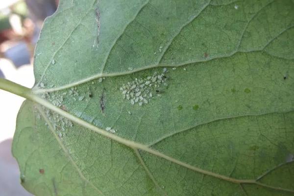 灯笼椒种植技术与管理，如何防治病虫害