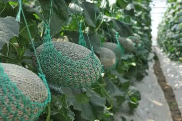 哈密瓜整枝及留瓜技术，附哈密瓜的种植方法