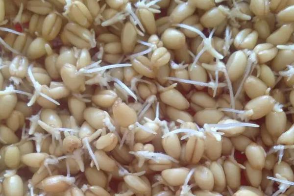 小麦发芽的12个步骤，小麦发芽还能吃吗