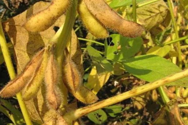 黄豆的种植时间，附种植方法