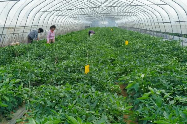 朝天椒的种植技术及亩产量，种植后如何管理