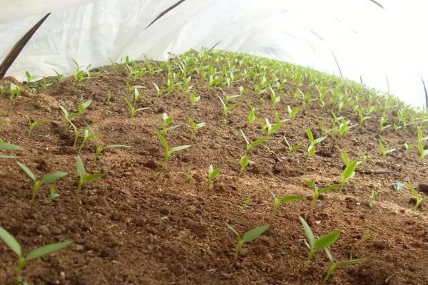 朝天椒下种的种植技术和时间，用什么肥料比较好