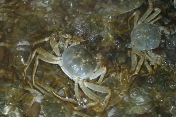 青蟹养殖方法，青蟹和梭子蟹有什么区别