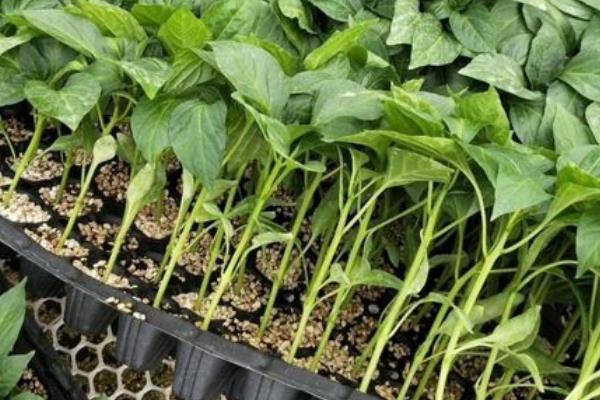 灯笼椒大棚种植技术，种植后怎么管理