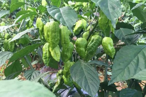 工业辣椒每亩产量是多少公斤，附工业辣椒的种植方法