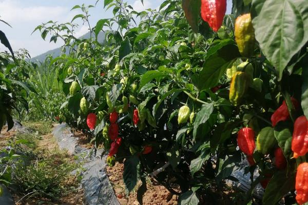 工业辣椒每亩产量是多少公斤，附工业辣椒的种植方法