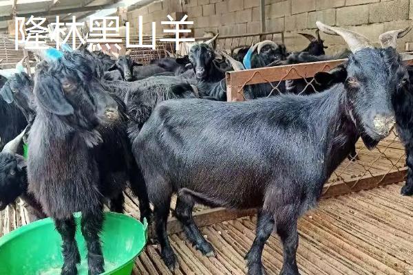 努比亚黑山羊可以和本地黑山羊配种吗,这两种黑山羊有什么区别