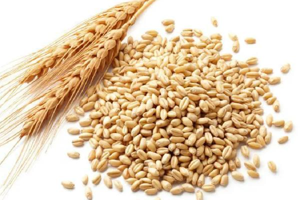 淮小麦和浮小麦的区别