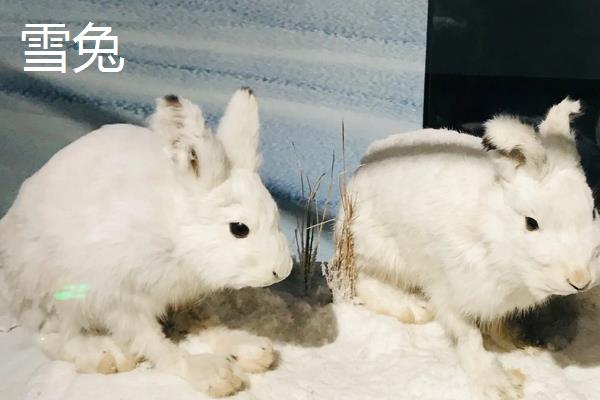 獭兔和雪兔的区别