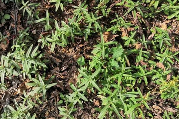 黄芩种子一斤能种几亩，附种植方法