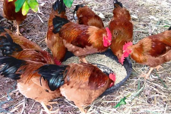 鸡一天吃多少食物，附养殖方法