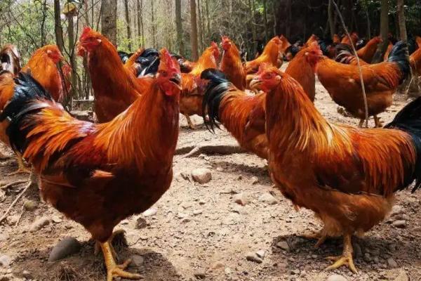 鸡一天吃多少食物，附养殖方法
