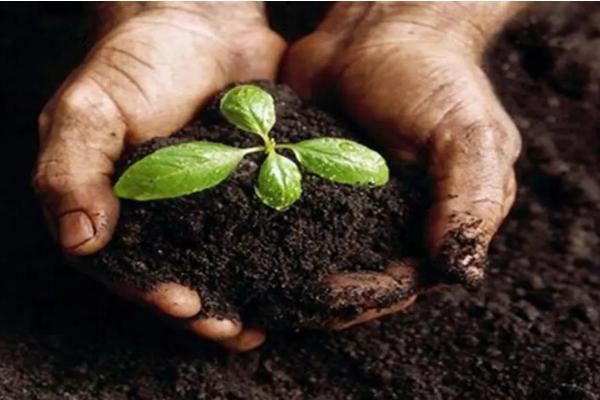基肥是什么肥料，在什么时期施入较好？与有机肥有什么区别