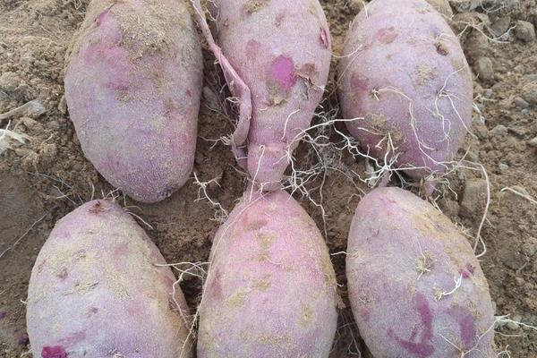 紫薯的种植方法和环境要求，种植多久可以收获