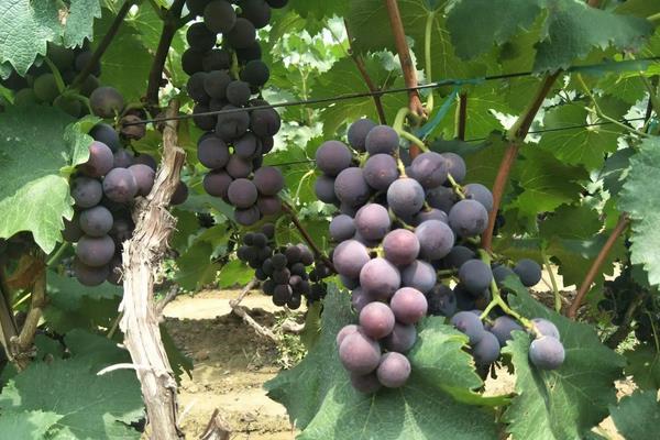 巨峰葡萄的种植方法和技术，种植多久可以收获