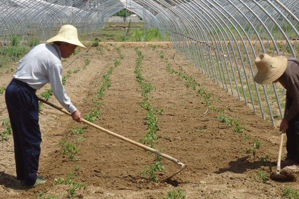 西红柿的栽培种植技术，附管理方法