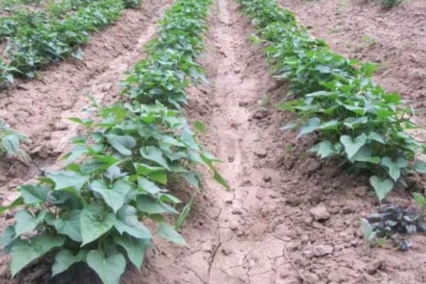 紫薯的种植方法和环境要求，种植多久可以收获