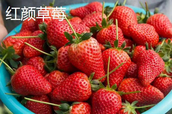特高产的草莓品种，草莓怎么种植