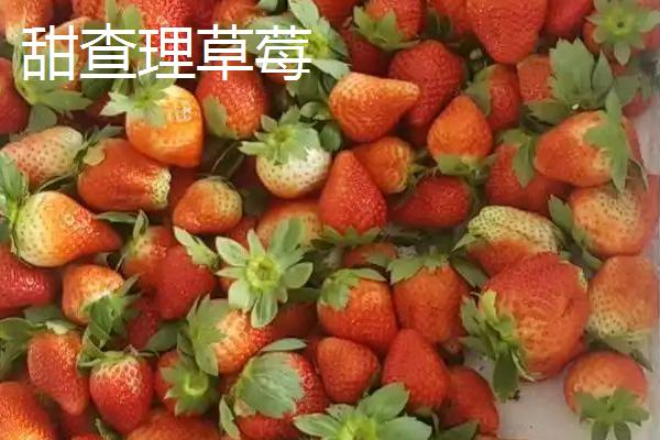 特高产的草莓品种，草莓怎么种植