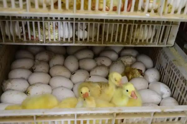 孵鹅蛋的步骤，孵鹅蛋温度和湿度是多少?