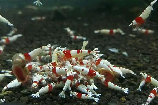 水晶虾的养殖方法和难度，水晶虾的繁殖周期