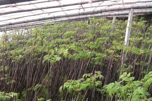 香椿大棚矮化种植技术，密植一亩地多少棵
