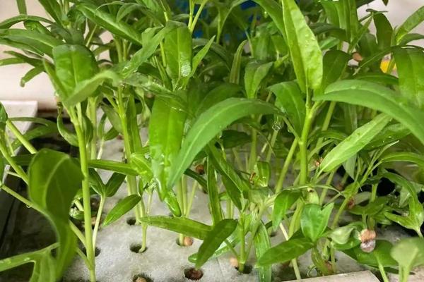 空心菜水里的种植方法，种植多久可以采收